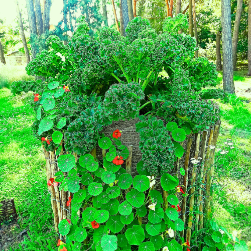 Wstęp do permakultury